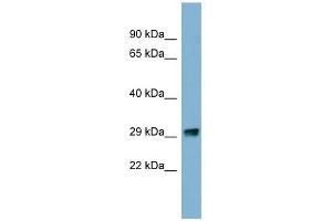 Image no. 1 for anti-Prkr Interacting Protein 1 (IL11 Inducible) (PRKRIP1) antibody (ABIN631288)