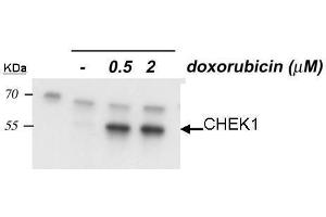 Image no. 1 for anti-Checkpoint Kinase 1 (CHEK1) (Internal Region), (pSer345) antibody (ABIN2857048)