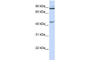 Image no. 1 for anti-Minichromosome Maintenance Deficient 9 (MCM9) (N-Term) antibody (ABIN2774892)
