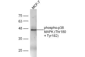 Image no. 1 for anti-Mitogen-Activated Protein Kinase 14 (MAPK14) (pThr180), (pTyr182) antibody (ABIN678668)