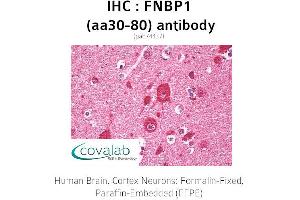 Image no. 1 for anti-Formin Binding Protein 1 (FNBP1) (AA 30-80) antibody (ABIN1734390)