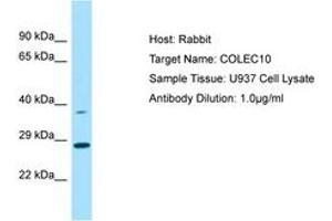 Image no. 1 for anti-Collectin Sub-Family Member 10 (C-Type Lectin) (COLEC10) (AA 75-124) antibody (ABIN6750095)