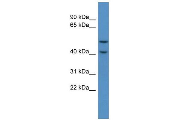 anti-Fukutin Related Protein (FKRP) (C-Term) antibody