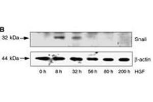 Image no. 3 for anti-SNAIL (SNAI1) (AA 9-39), (N-Term) antibody (ABIN388809)