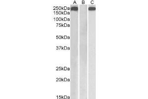 Image no. 1 for anti-Thrombospondin 1 (THBS1) (Internal Region) antibody (ABIN1781804)