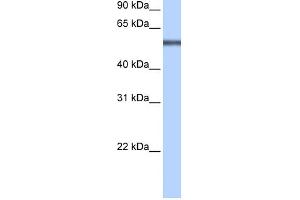 Image no. 1 for anti-Leucine Rich Repeat Containing 8 Family, Member E (LRRC8E) (Middle Region) antibody (ABIN2783964)
