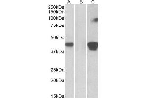 Image no. 2 for anti-SLAM Family Member 8 (SLAMF8) (Internal Region) antibody (ABIN1590031)