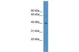 Image no. 1 for anti-WD Repeat Domain 50 (UTP18) (AA 51-100) antibody (ABIN6745312)