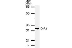 DcR3 mAb tested by Western blot.
