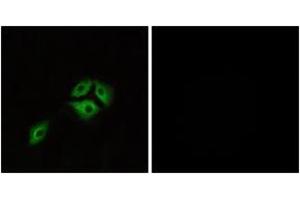 Image no. 1 for anti-Neuromedin B Receptor (NMBR) (AA 221-270) antibody (ABIN1535786)