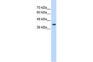anti-ST6 (Alpha-N-Acetyl-Neuraminyl-2,3-beta-Galactosyl-1,3)-N-Acetylgalactosaminide alpha-2,6-Sialyltransferase 5 (ST6GALNAC5) (Middle Region) antibody
