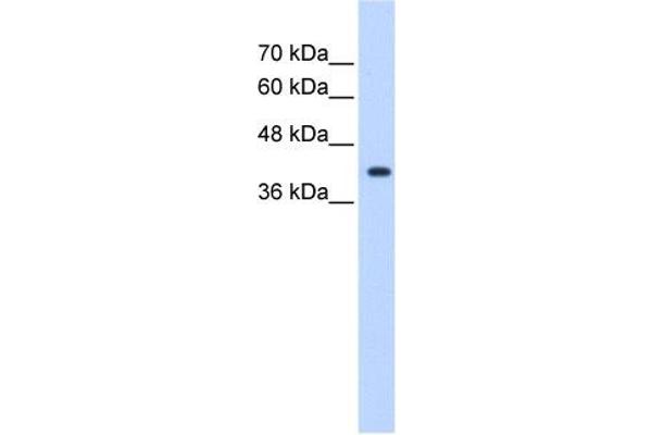 anti-ST6 (Alpha-N-Acetyl-Neuraminyl-2,3-beta-Galactosyl-1,3)-N-Acetylgalactosaminide alpha-2,6-Sialyltransferase 5 (ST6GALNAC5) (Middle Region) antibody