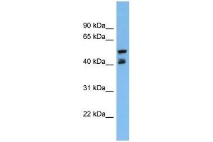 Image no. 1 for anti-Paraoxonase 3 (PON3) (Middle Region) antibody (ABIN636029)