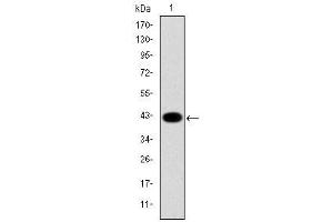 Image no. 3 for anti-Keratin 19 (KRT19) antibody (ABIN1106925)