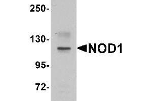 Image no. 1 for anti-Nucleotide-Binding Oligomerization Domain Containing 1 (NOD1) (C-Term) antibody (ABIN1030546)