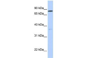 Image no. 1 for anti-Orthodenticle Homeobox 1 (OTX1) (Middle Region) antibody (ABIN2779616)