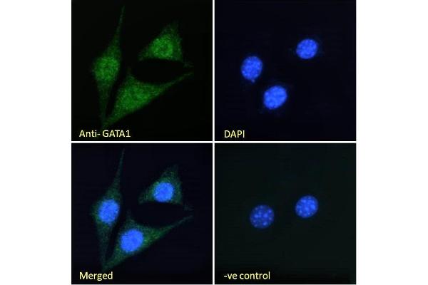 anti-GATA Binding Protein 1 (Globin Transcription Factor 1) (GATA1) (Internal Region) antibody