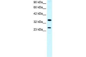 Image no. 3 for anti-Asialoglycoprotein Receptor 2 (ASGR2) (N-Term) antibody (ABIN1105450)