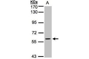 Image no. 2 for anti-Mitogen-Activated Protein Kinase 4 (MAPK4) (AA 1-286), (N-Term) antibody (ABIN569602)