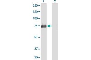 Western Blot analysis of ACSS1 expression in transfected 293T cell line by ACSS1 MaxPab polyclonal antibody.
