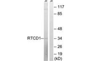 Image no. 1 for anti-RNA terminal Phosphate Cyclase Domain 1 (RTCD1) (AA 317-366) antibody (ABIN1535313)