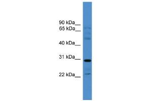 anti-Gap Junction Protein, gamma 3, 30.2kDa (GJc3) (Middle Region) antibody