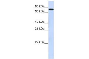 Image no. 1 for anti-Zinc Finger Protein 287 (ZNF287) (N-Term) antibody (ABIN2781108)