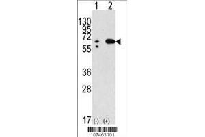 Image no. 2 for anti-Beclin 1, Autophagy Related (BECN1) (AA 210-239) antibody (ABIN388546)