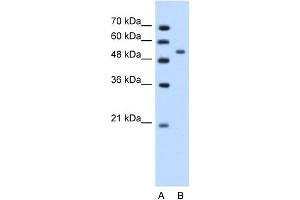 Image no. 1 for anti-Perilipin 1 (PLIN1) (N-Term) antibody (ABIN2777126)