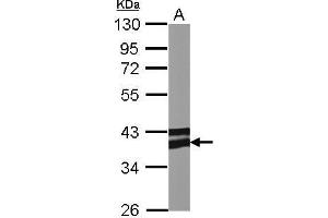 Image no. 1 for anti-Adiponectin Receptor 1 (ADIPOR1) (C-Term) antibody (ABIN2855945)