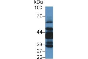 Image no. 2 for anti-LIM and Senescent Cell Antigen-Like Domains 1 (LIMS1) (AA 68-303) antibody (ABIN1859667)