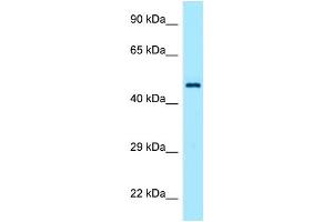 TEAD1 antibody  (C-Term)