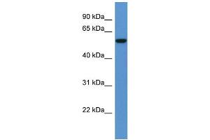 Image no. 1 for anti-Fc Receptor, IgA, IgM, High Affinity (FCAMR) (C-Term) antibody (ABIN2788496)