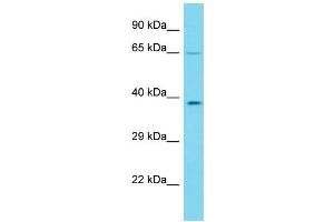 Image no. 1 for anti-Keratin 73 (KRT73) (C-Term) antibody (ABIN2791053)
