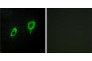 Image no. 3 for anti-14-3-3 gamma (YWHAG1) (AA 51-100) antibody (ABIN1534235)