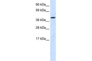 Image no. 1 for anti-Family with Sequence Similarity 172, Member A (Fam172a) antibody (ABIN2461567)