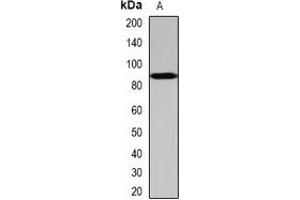 Image no. 3 for anti-SCY1-Like 1 (SCYL1) antibody (ABIN2967015)