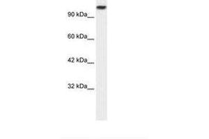 Image no. 1 for anti-Kinesin Family Member 3C (KIF3C) (AA 461-510) antibody (ABIN6736040)
