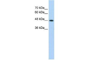 Image no. 1 for anti-Keratin 17 (KRT17) (C-Term) antibody (ABIN2776962)