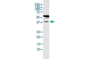 Anti Fut1 Antibody 1 365 Product No Abin