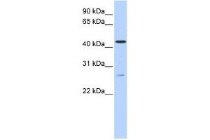 Image no. 1 for anti-Acyl-CoA Binding Domain Containing 5 (ACBD5) (C-Term) antibody (ABIN635305)