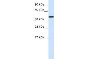 Image no. 1 for anti-CCR4-NOT Transcription Complex, Subunit 2 (CNOT2) (Middle Region) antibody (ABIN1106729)