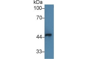 IL1RL1 antibody  (AA 162-349)