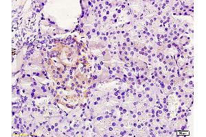 Image no. 1 for anti-Family with Sequence Similarity 3, Member B (FAM3B) (AA 1-100) antibody (ABIN672201)