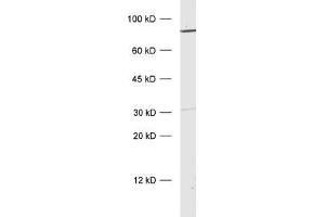 Image no. 1 for anti-N-Ethylmaleimide-Sensitive Factor (NSF) antibody (ABIN4889923)