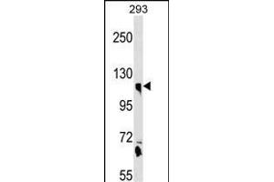 CLSTN1 Antibody (N-term) (ABIN1539080 and ABIN2850341) western blot analysis in 293 cell line lysates (35 μg/lane).