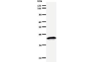 Image no. 1 for anti-Mediator Complex Subunit 26 (MED26) antibody (ABIN931047)