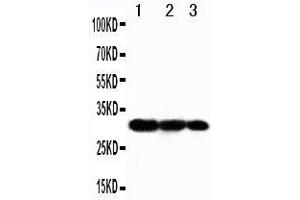 Image no. 1 for anti-TNF Receptor-Associated Factor 3 (TRAF3) (AA 387-403), (Middle Region) antibody (ABIN3042952)