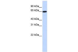 Image no. 1 for anti-Solute Carrier Family 43, Member 1 (SLC43A1) (Middle Region) antibody (ABIN634904)