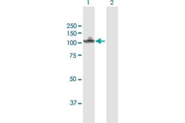 Neuroligin 4 Antikörper  (AA 1-816)